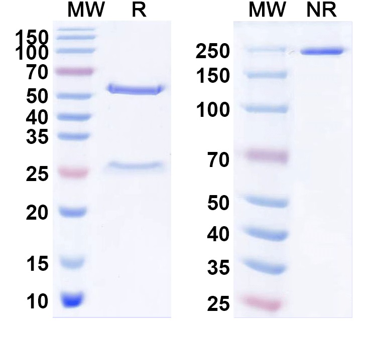 SDS-PAGE for Anti-VMAT2 Antibody (N449/73)