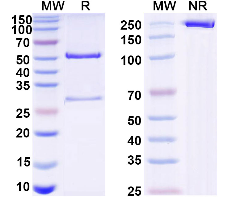SDS-PAGE for Anti-VSV G/Glycoprotein G Antibody (2H5)