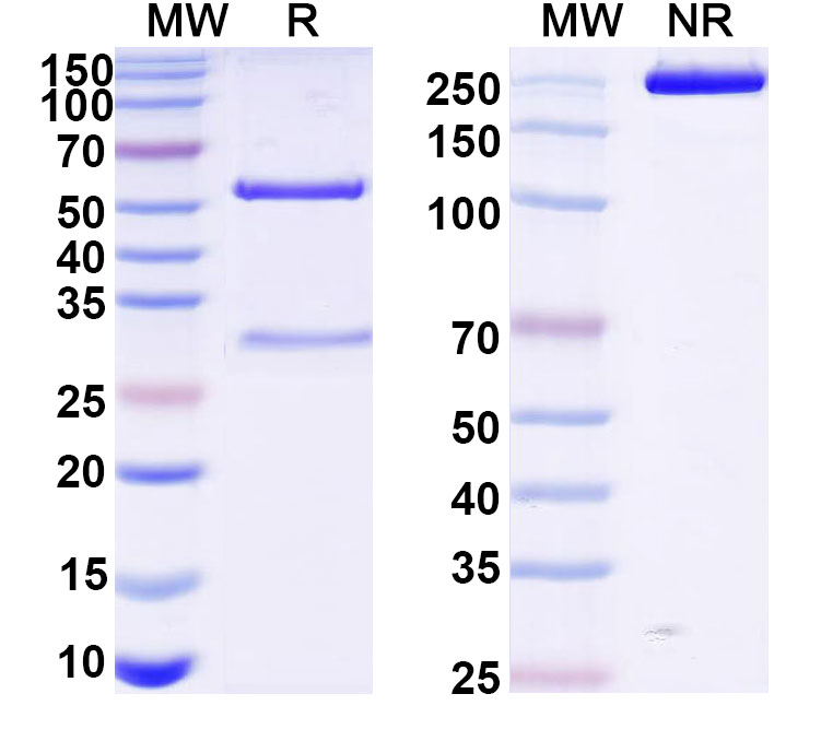 SDS-PAGE for Anti-VSV G/Glycoprotein G Antibody (VI22)