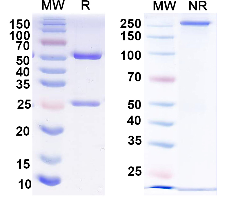SDS-PAGE for Anti-Versican Antibody (N351/23)