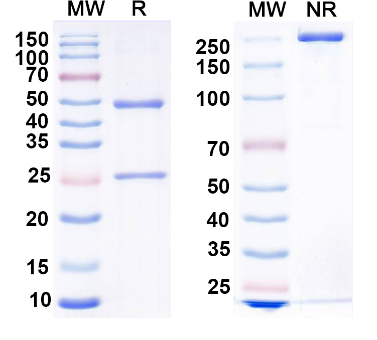 SDS-PAGE for Anti-WRP/SRGAP3 Antibody (N285/28)