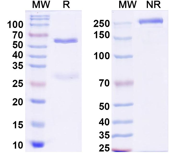 SDS-PAGE for Anti-West Nile virus/WNV GP1/Genome polyprotein Antibody (CR4274)
