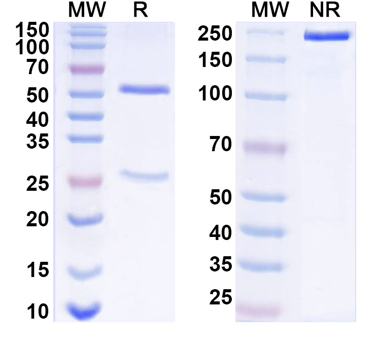 SDS-PAGE for Anti-West Nile virus/WNV GP1/Genome polyprotein Antibody (CR4353)