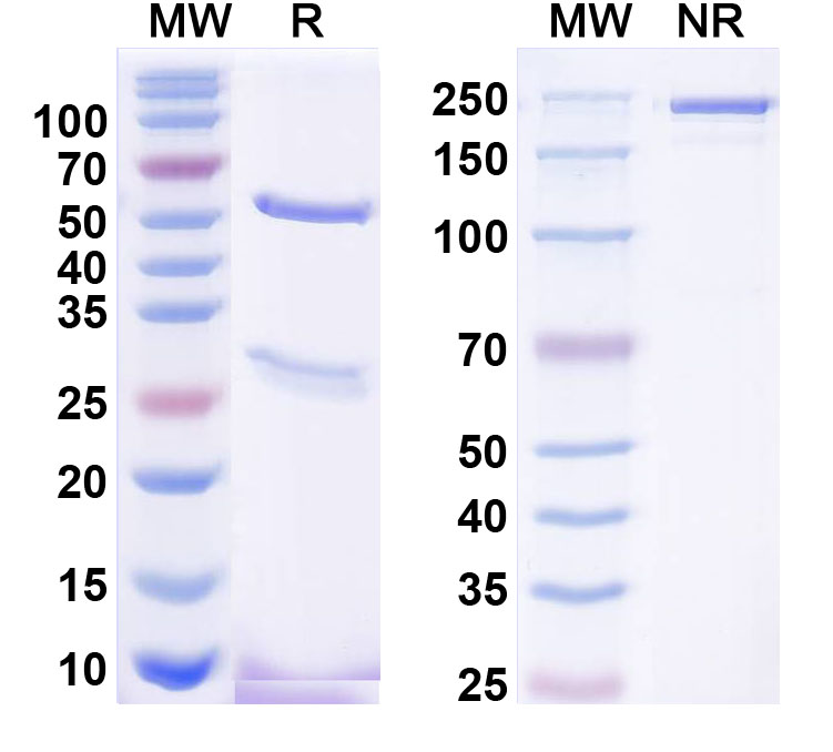 SDS-PAGE for Anti-Zinedin Antibody (K88/26)