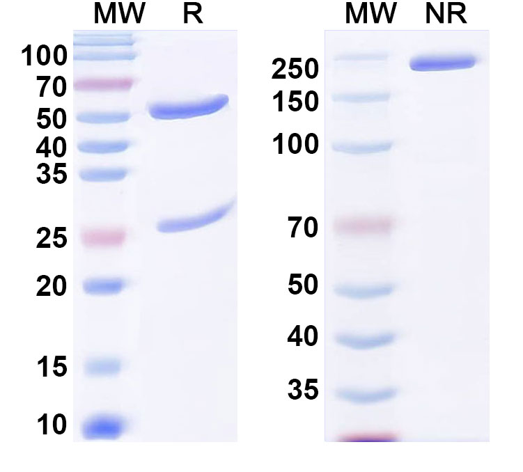 SDS-PAGE for Anti-α-Gal Epitope (Galα1-3Galβ1-4GlcNAc-R) Antibody (B4H2)