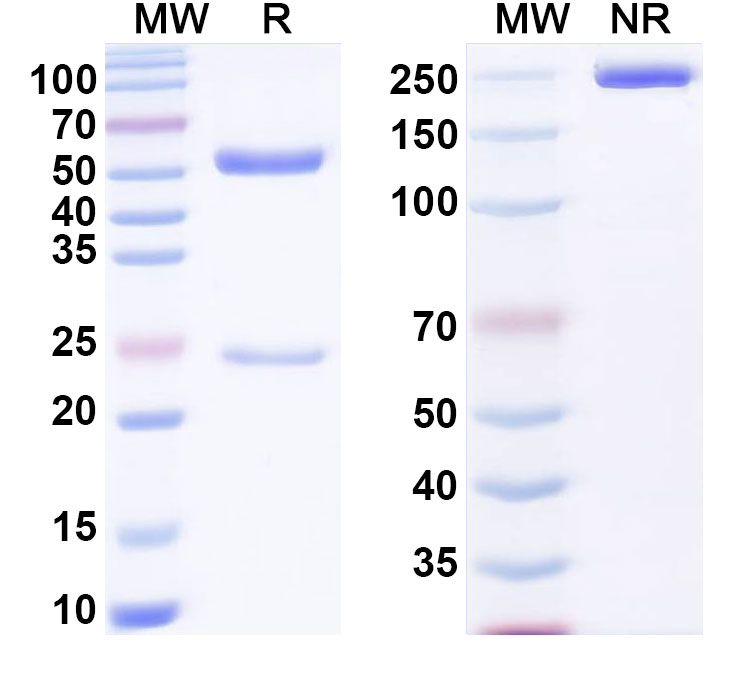 SDS-PAGE for Anti-α-Gal Epitope (Galα1-3Galβ1-4GlcNAc-R) Antibody (Gal13)