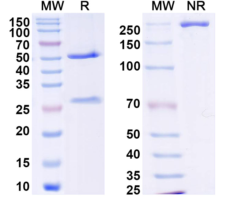 SDS-PAGE for InVivoMAb Anit-DENV2 Protein prM/prM Antibody (prM12)