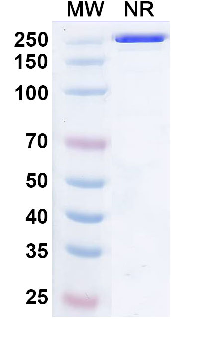 SDS-PAGE for InVivoMAb Anti-DENV-2 Envelope protein E/EDIII (Iv0124)