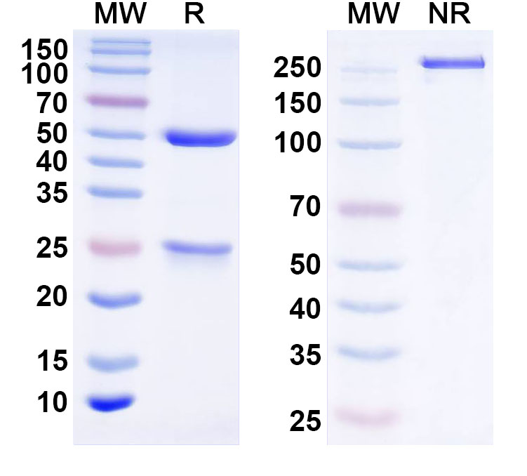 SDS-PAGE for InVivoMAb Anti-Dog TNFa/TNF-alpha Antibody (Iv0271)