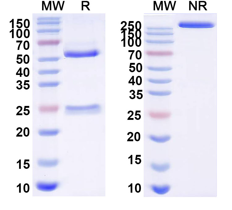 SDS-PAGE for InVivoMAb Anti-EV71 Mature virion in Complex Antibody (A9)