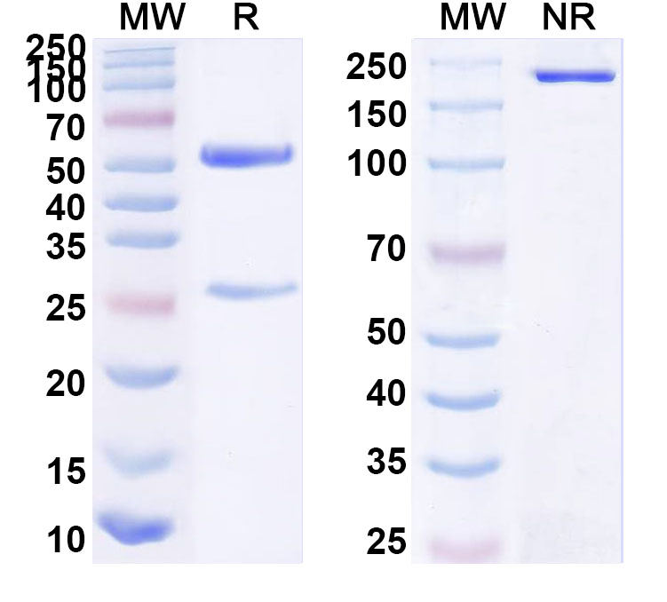 SDS-PAGE for InVivoMAb Anti-HBV-A S/L-HBsAg/L glycoprotein Antibody (Iv0189)