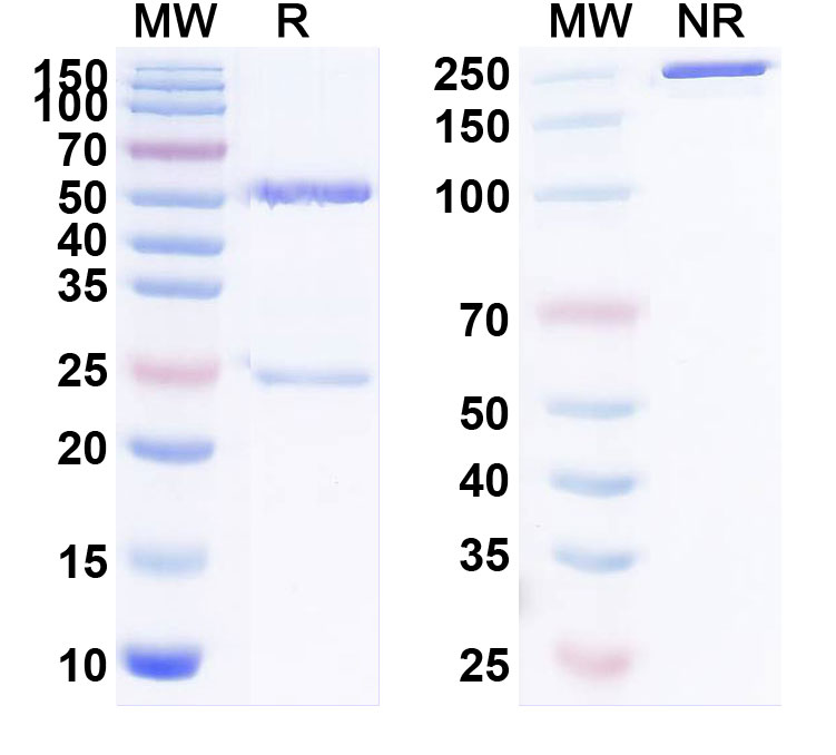 SDS-PAGE for InVivoMAb Anti-HMPV F/Fusion glycoprotein F0 Antibody (MPV467)