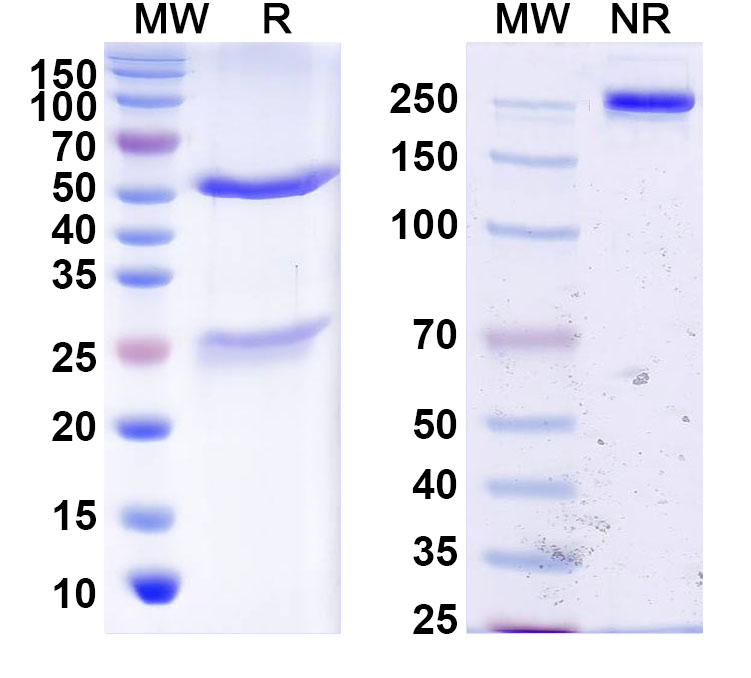 SDS-PAGE for InVivoMAb Anti-HPV16 L2/Minor capsid protein L2 (Iv0015)