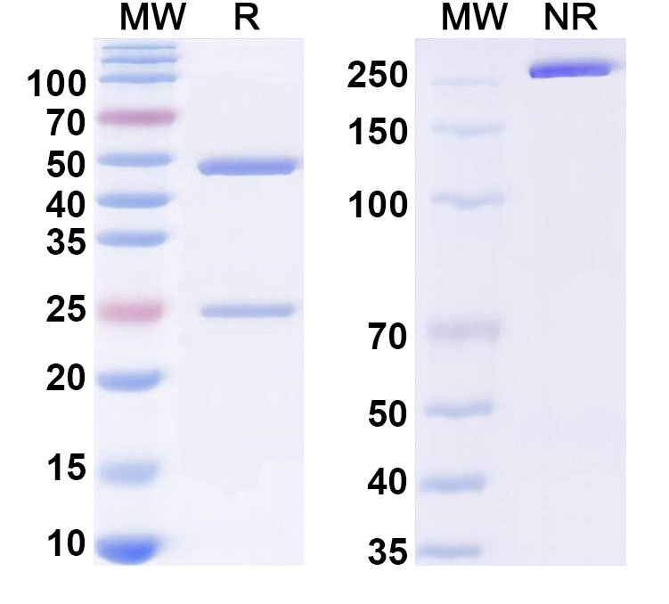 SDS-PAGE for InVivoMAb Anti-HPV58 L1/Major capsid protein L1 (Iv0004)
