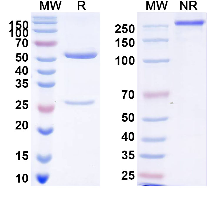 SDS-PAGE for InVivoMAb Anti-HPV6 L1/Major capsid protein L1 Pentamer Antibody (Iv0005)