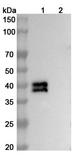 Western blot for InVivoMAb Anti-HRSV/hMPV Fusion glycoprotein Neutralizing Antibody (M2B6)