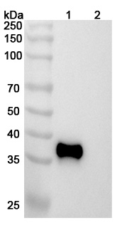 Western blot for InVivoMAb Anti-Human β-tryptase/TPSAB1 Antibody (31A)