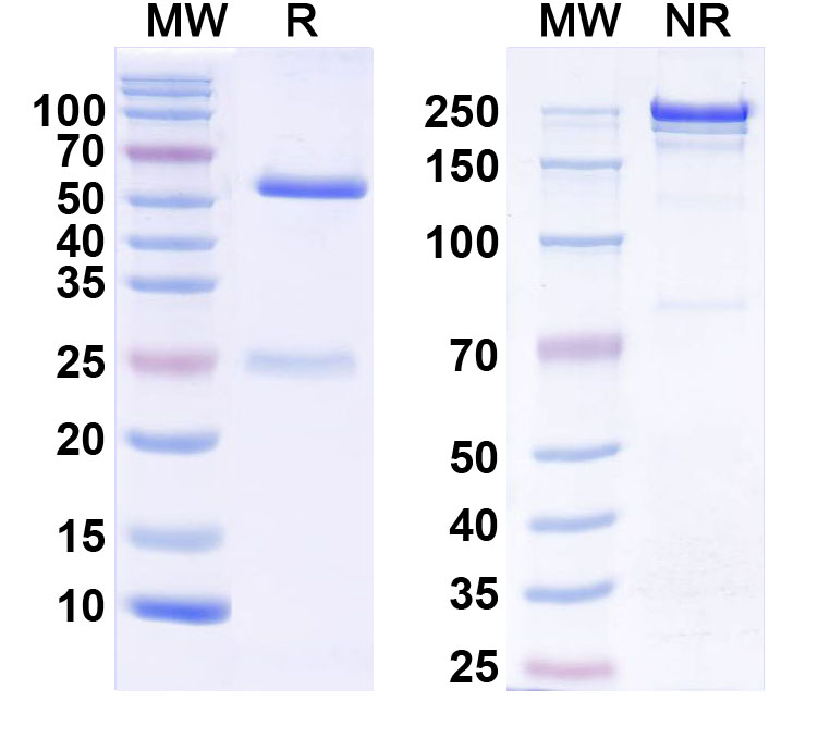 SDS-PAGE for InVivoMAb Anti-Human β-tryptase/TPSAB1 Antibody (31A)