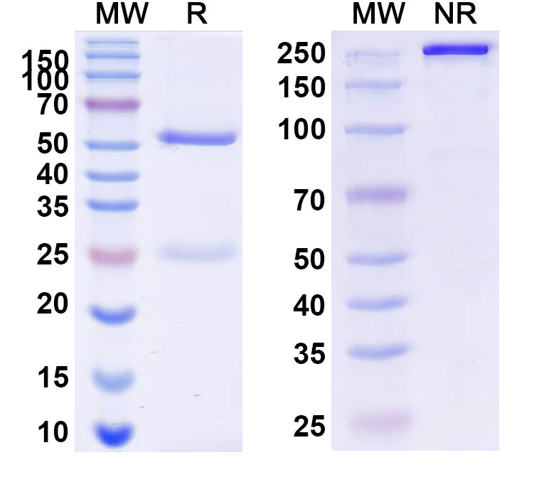 SDS-PAGE for InVivoMAb Anti-Human APOE4 Antibody (HJ15.1)