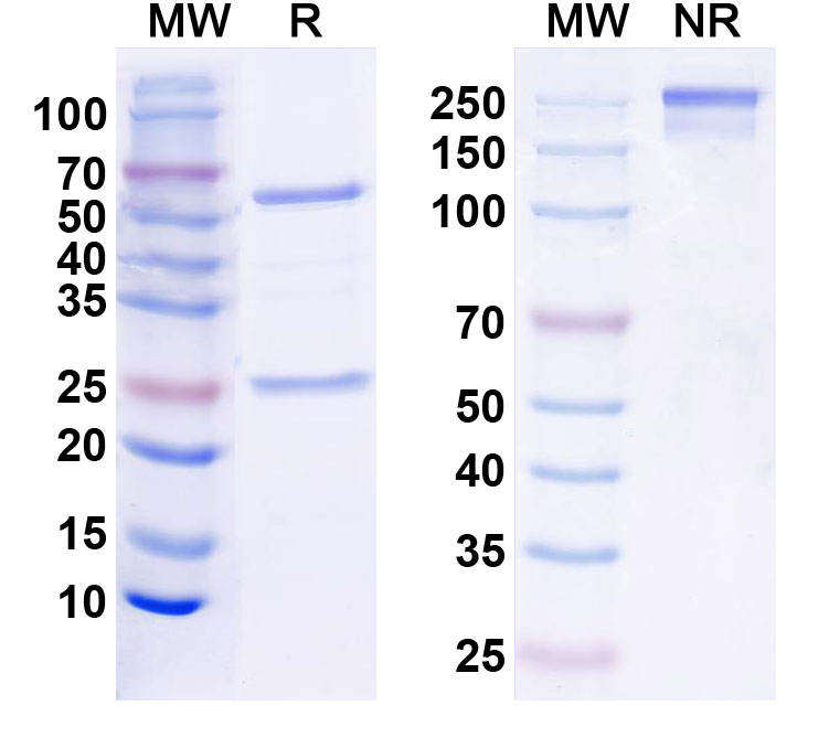 SDS-PAGE for InVivoMAb Anti-Human CD49d/ITGA4 Antibody (Iv0201)