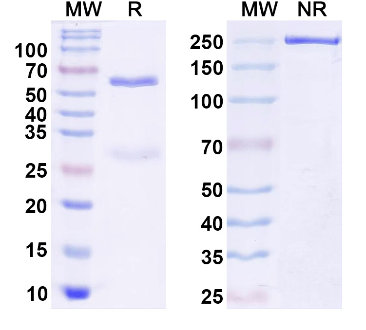 SDS-PAGE for InVivoMAb Anti-Human CSF2/GM-CSF (Iv0053)