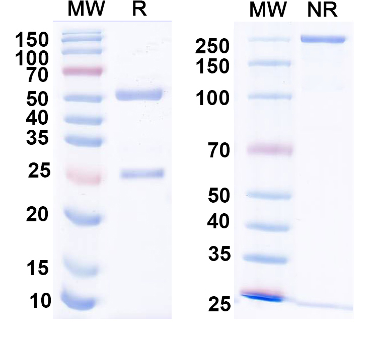 SDS-PAGE for InVivoMAb Anti-Human F9/Factor IX Antibody (10C12)