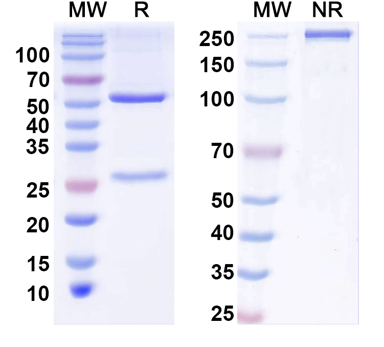 SDS-PAGE for InVivoMAb Anti-Human IFNA1/Interferon alpha-D (Iv0036)