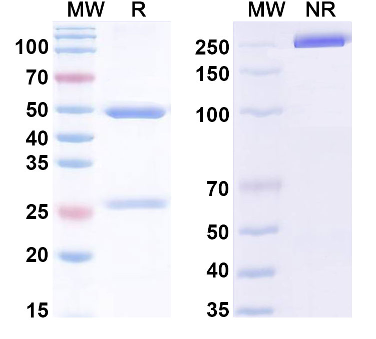 SDS-PAGE for InVivoMAb Anti-Human IL1A/IL1F1 (Iv0018)