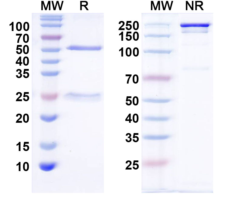 SDS-PAGE for InVivoMAb Anti-Human IL2 (Iv0020)