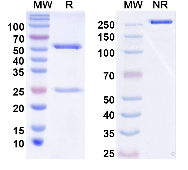 SDS-PAGE for InVivoMAb Anti-Human NGF/Beta-NGF (Iv0066)