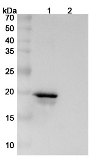 Western blot for InVivoMAb Anti-Human SNCA Antibody (Iv0173)