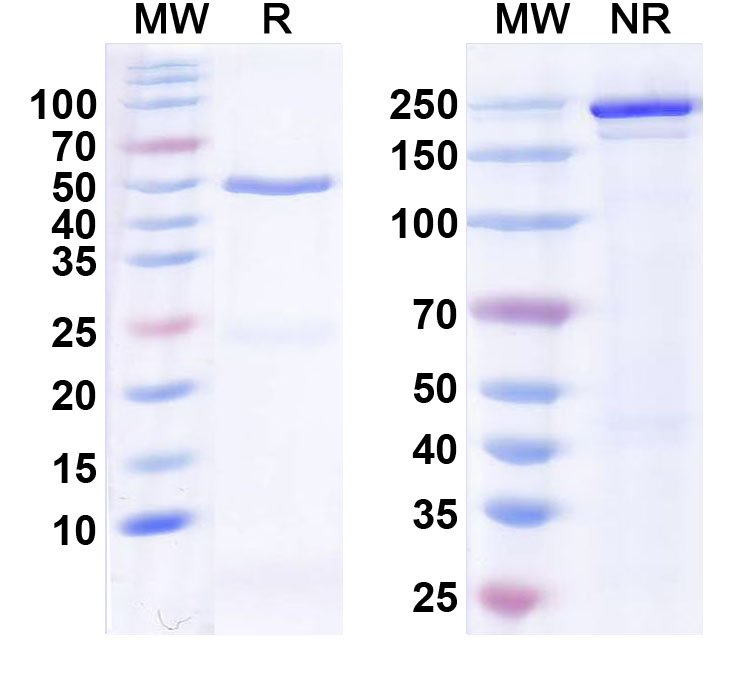 SDS-PAGE for InVivoMAb Anti-Human SNCA Antibody (Iv0175)