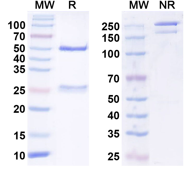 SDS-PAGE for InVivoMAb Anti-Human VSIG4/CRIg Antibody (Iv0141)