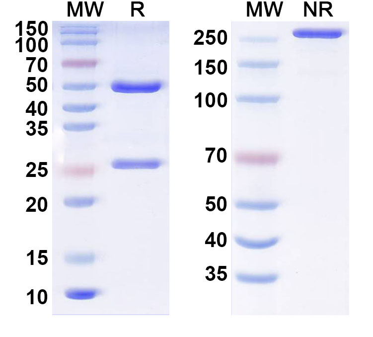 SDS-PAGE for InVivoMAb Anti-Influenza A virus Neuraminidase/NA Antibody (1E01#)