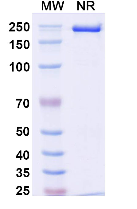 SDS-PAGE for InVivoMAb Anti-Mouse IL17A Antibody (BZN035)