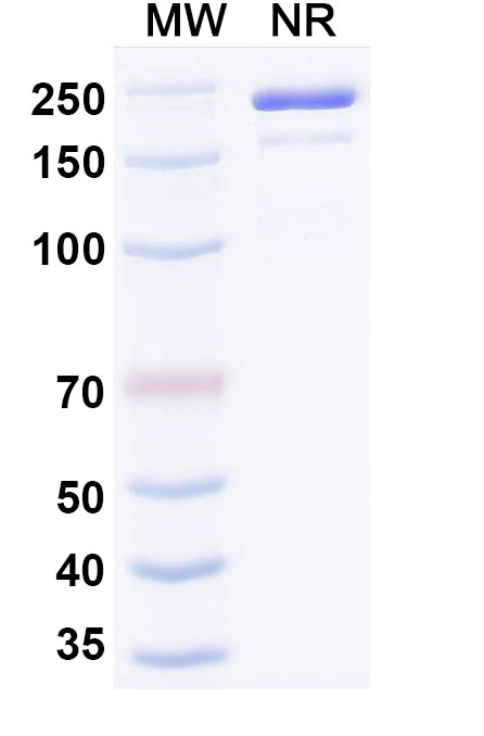 SDS-PAGE for InVivoMAb Anti-Mouse PD-L1 & CD3e Bispecific Antibody (Iv0242)