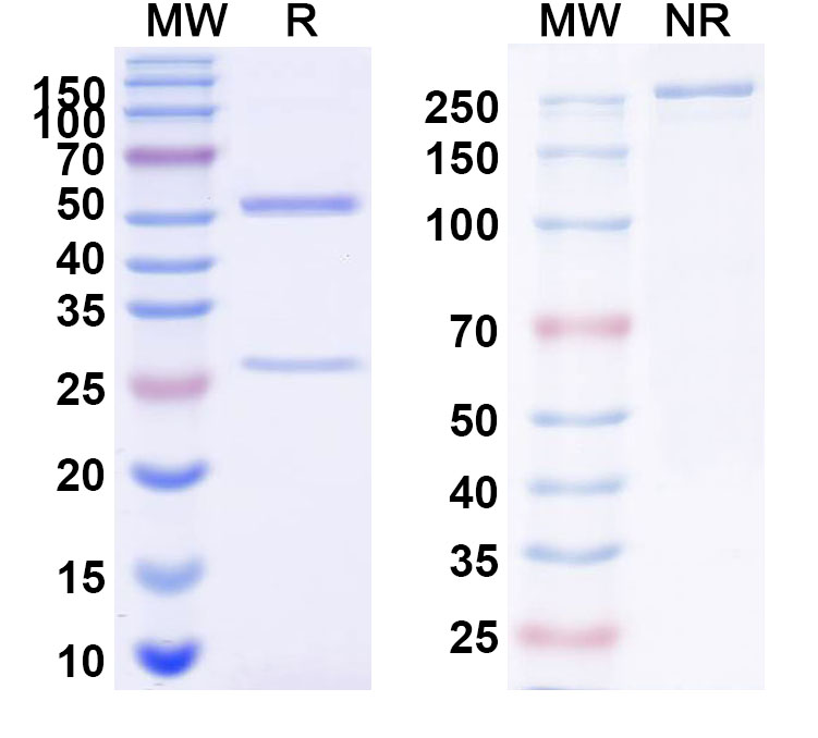 SDS-PAGE for InVivoMAb Anti-Nipah virus/NiV Prefusion Antibody (4H3)