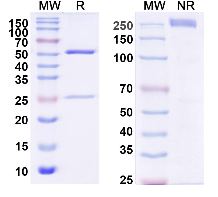 SDS-PAGE for InVivoMAb Anti-Nipah virus/NiV Prefusion Protein Antibody (1H1)