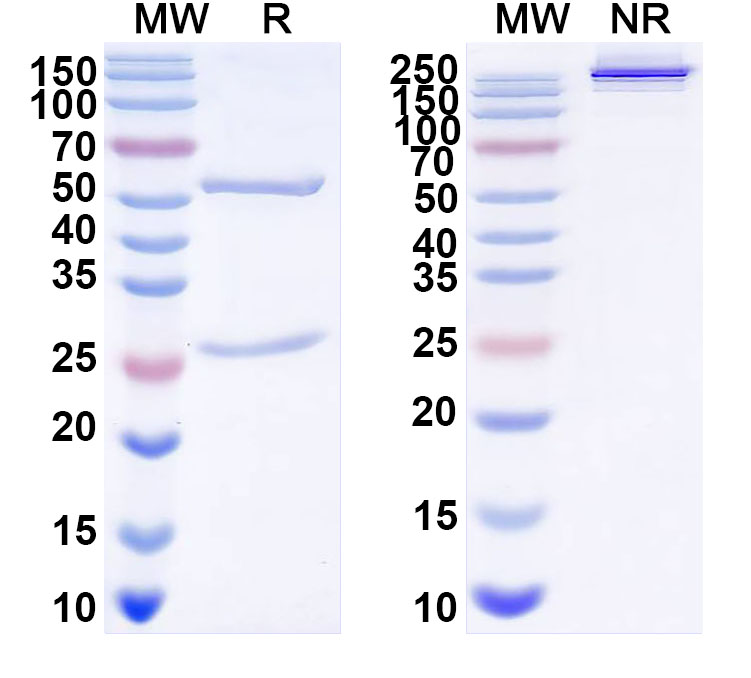 SDS-PAGE for InVivoMAb Anti-Rotavirus A/RV-A Outer capsid protein VP4 (Iv0013)