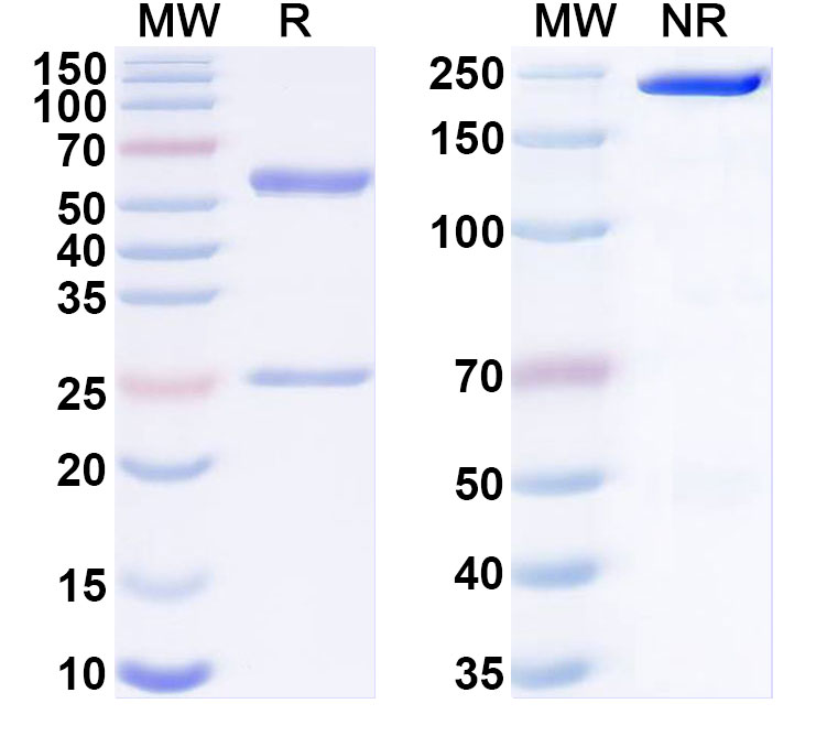 SDS-PAGE for InVivoMAb Anti-SSEA4 Antibody (muMAb1)