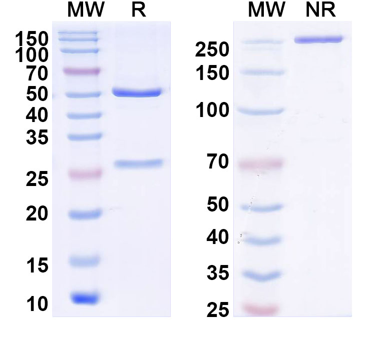 SDS-PAGE for InVivoMAb Anti-VZV/HHV3 gB/Envelope glycoprotein B (Iv0043)