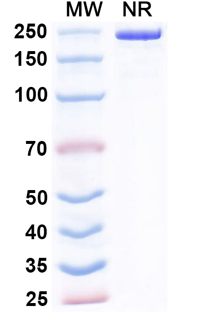 SDS-PAGE for InVivoMAb Anti-hEGFRvIII & mCD3e Bispecific Antibody (Iv0229)