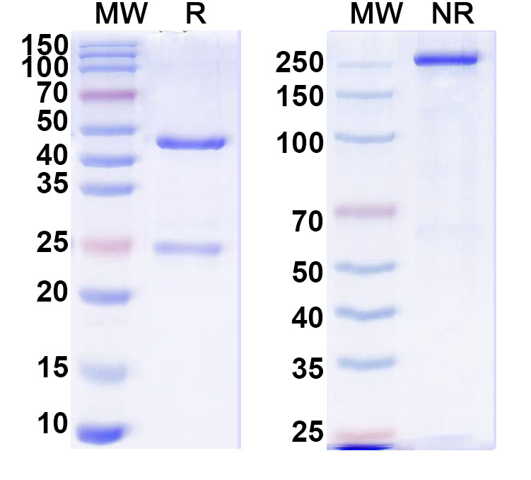SDS-PAGE for Mouse Anti-Human BMP2 Antibody (Iv0058)