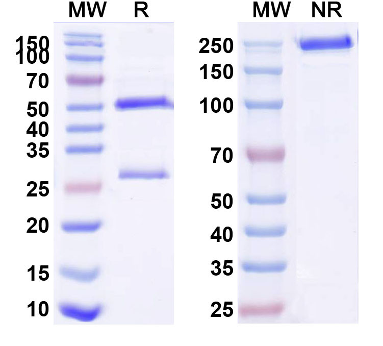 SDS-PAGE for Anti-APP4-tag Antibody (SAA1990)