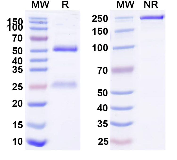 SDS-PAGE for Anti-Biotin Antibody (SAA0349)