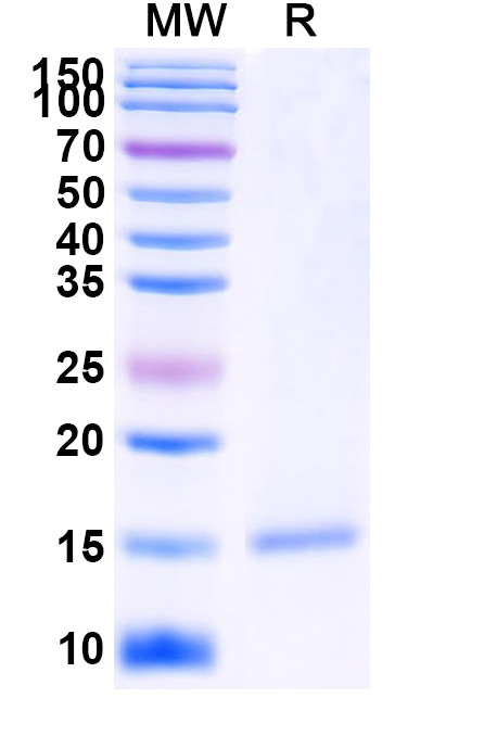 SDS-PAGE for Anti-GFP Nanobody (SAA0921)