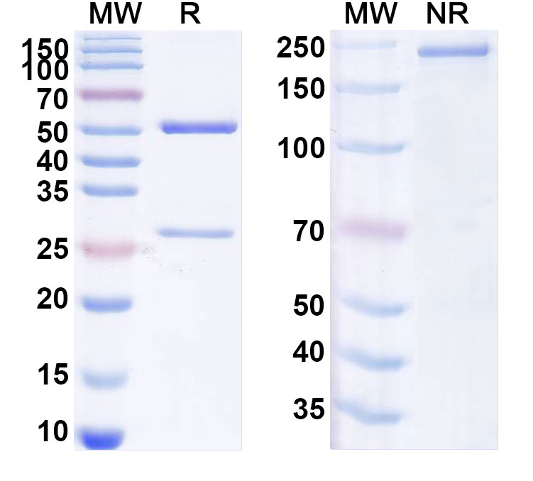 SDS-PAGE for Anti-Mouse IgE/IGHE Antibody (84.1C)
