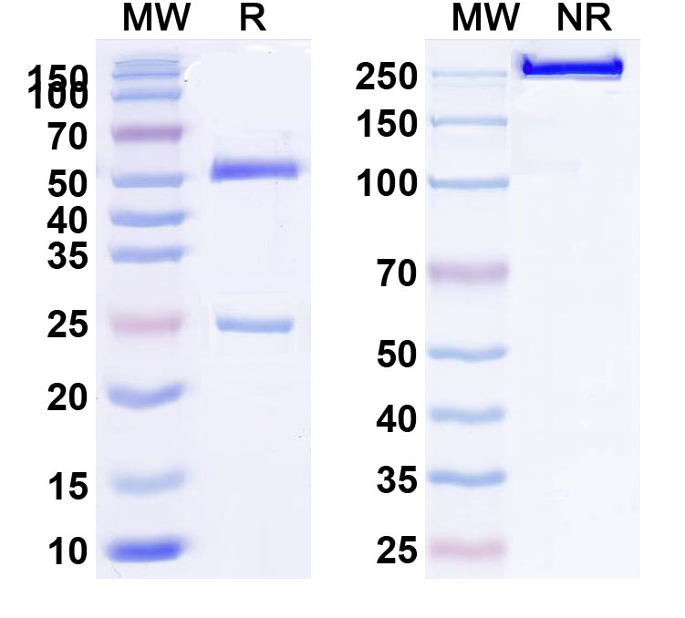 SDS-PAGE for Anti-Canine Parvovirus/CPV Monoclonal Antibody (1A421)