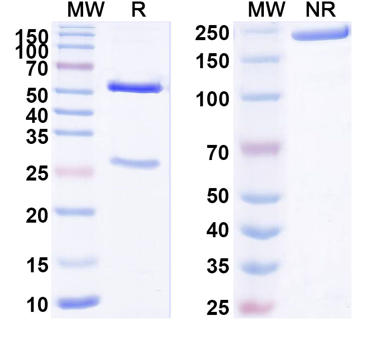 SDS-PAGE for Anti-HBV HBsAg Monoclonal Antibody (1A237)