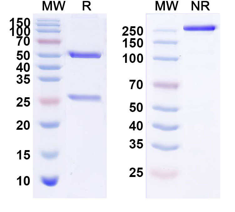 SDS-PAGE for Anti-HBV HBsAg Monoclonal Antibody (1A238)